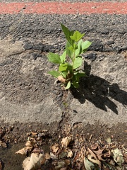 Platanus × hispanica
