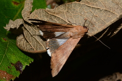 Hemicephalis
