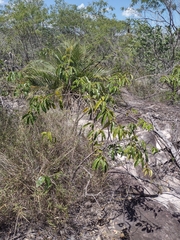 Anemopaegma