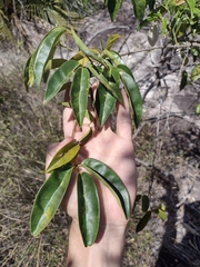 Anemopaegma
