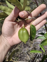 Anemopaegma