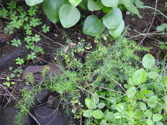 Asparagus umbellatus image