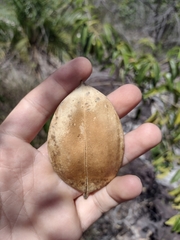 Anemopaegma