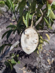 Anemopaegma