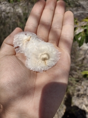 Anemopaegma