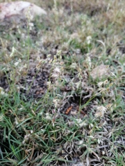 Bouteloua rigidiseta