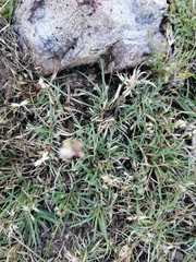 Bouteloua rigidiseta