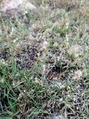 Bouteloua rigidiseta