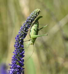 Poecilimon intermedius