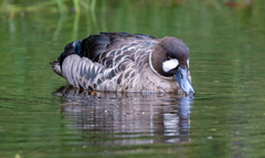 Speculanas specularis