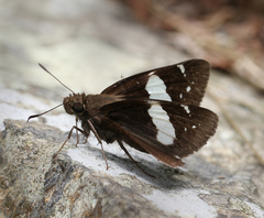 Notocrypta feisthamelii alysos