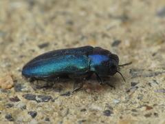 Meliboeus amethystinus