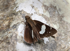 Notocrypta feisthamelii alysos