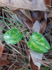 Smilax