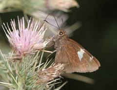 Notocrypta feisthamelii alysos