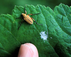 Macrodactylus subspinosus