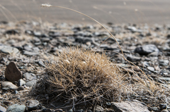 Oxytropis kossinskyi