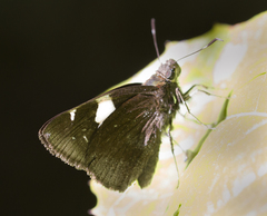 Notocrypta feisthamelii alysos