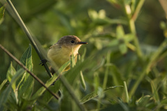 Pseudocolopteryx flaviventris