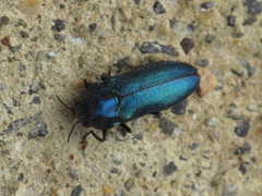 Meliboeus amethystinus