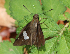 Notocrypta feisthamelii alysos