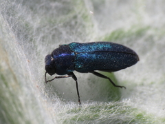 Meliboeus amethystinus