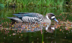 Speculanas specularis