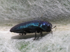 Meliboeus amethystinus