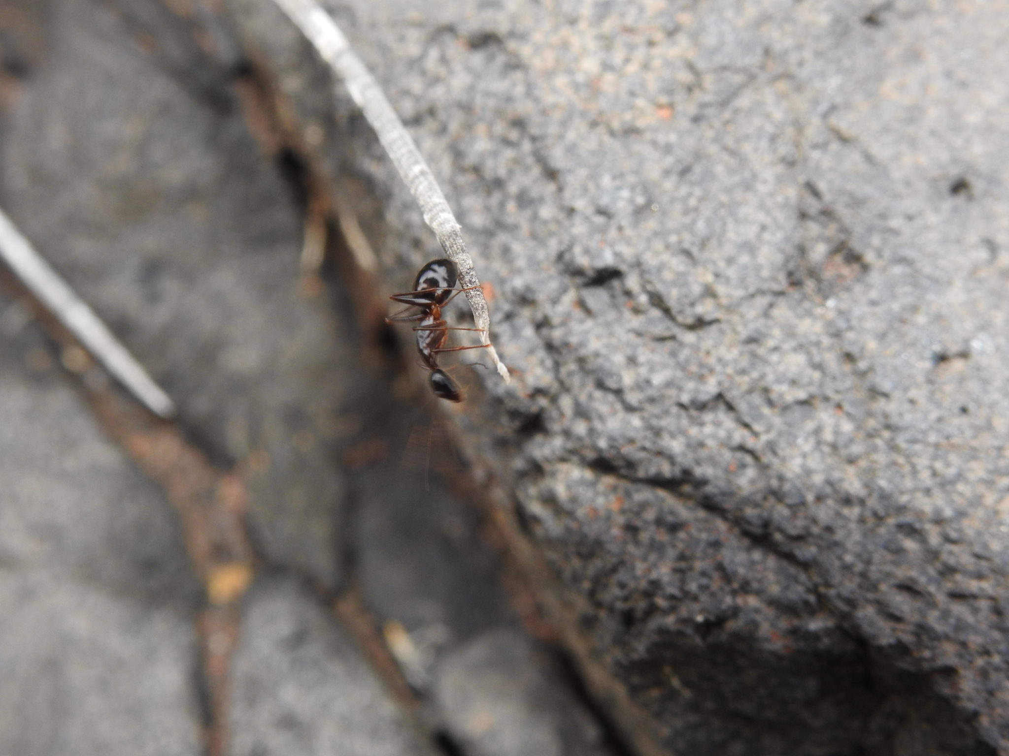 Camponotus hesperius