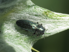 Meliboeus amethystinus