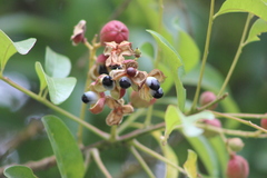 Matayba elaeagnoides