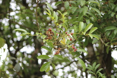 Matayba elaeagnoides