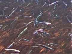 Leptatherina presbyteroides