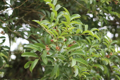 Matayba elaeagnoides