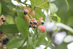 Matayba elaeagnoides