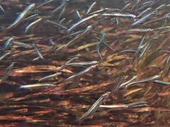 Leptatherina presbyteroides