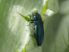 Meliboeus amethystinus