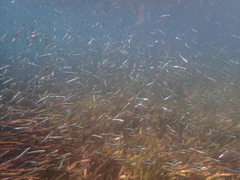 Leptatherina presbyteroides