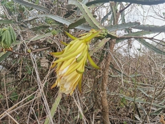 Selenicereus monacanthus