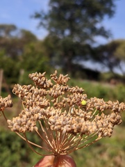 Neoscona rufipalpis