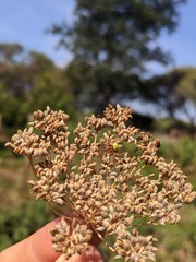 Neoscona rufipalpis