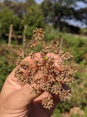 Neoscona rufipalpis