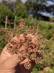 Neoscona rufipalpis