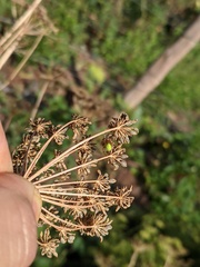 Neoscona rufipalpis