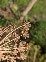 Neoscona rufipalpis