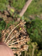 Neoscona rufipalpis