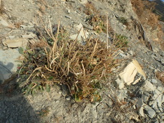 Matthiola odoratissima