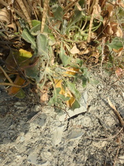 Matthiola odoratissima