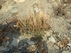 Matthiola odoratissima