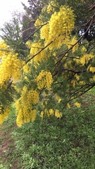 Acacia dealbata
